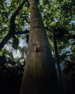En cada rincón de Lagogrande, la naturaleza sigue su propio ritmo:
los sonidos, la luz que se filtra entre los árboles, los pequeños detalles que pasan desapercibidos cuando vas rápido… pero que aquí cobran vida. ☀🐝

www.lagograndehotel.com